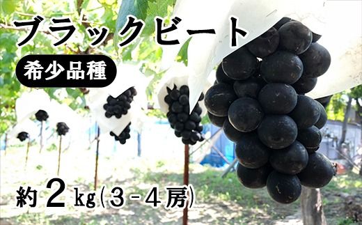 【2025年発送分】希少品種「ブラックビート」3～4房（約2kg）種なし 種無し 黒葡萄 ぶどう ブドウ 葡萄 フルーツ 果物 山梨 やまなし 富士川町 先行予約