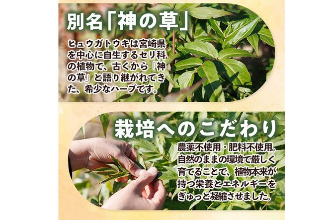ヒュウガトウキ茶 ティーパック(1.5g×7個×1袋) トウキ茶 お茶 便利 簡単 生薬 ヒュウガトウキ 日本山人参 宮崎県産 国産【SF-03】【SMILE FARM】