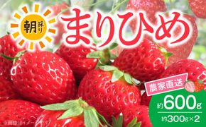 AB7334_朝摘み 完熟 まりひめ いちご 約300g×2パック (合計約600g)