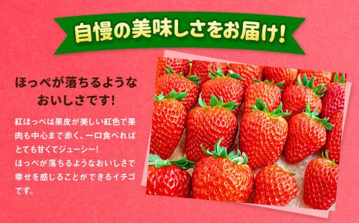 紅ほっぺ 1箱 2パック（合計540g以上） ※2026年1月下旬～4月下旬頃に順次発送予定 | いちご 苺 フルーツ 果物 くだもの 果実 完熟 冷蔵 守谷市産 茨城県 守谷市