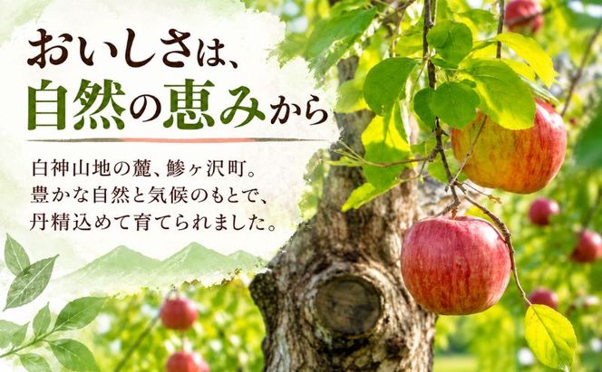 りんご サンふじ 青森県産 約 5kg (12～18玉） フルーツ 果物 ふじ 産地直送 お取り寄せ 送料無料 青森県 鰺ヶ沢町 《木村りんご園》