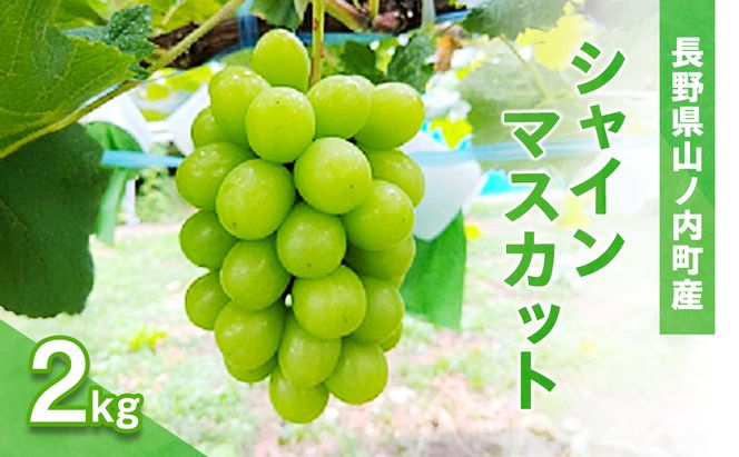 シャインマスカット2kg（4～6房） 産地直送 ふるさと納税 果物 くだもの フルーツ ぶどう ブドウ 葡萄 信州 志賀高原麓 長野県山ノ内町産