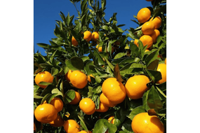 【先行受付】【数量限定】早生みかん（生果）10kg（2025年11月上旬より順次発送）IKTQ002