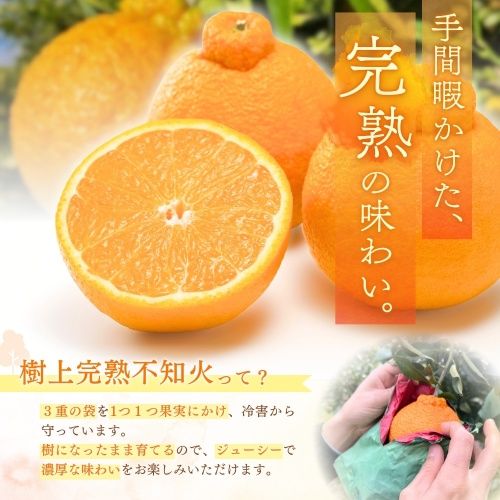 【先行予約】【数量わずか】樹上完熟しらぬい（不知火） 約2kg(6個) 秀品 2027年2月末～2027年3月末頃に順次発送予定（お届け日指定不可）/ 和歌山 みかん しらぬい 不知火 フルーツ 柑橘 蜜柑 果物 くだもの【kgr005】