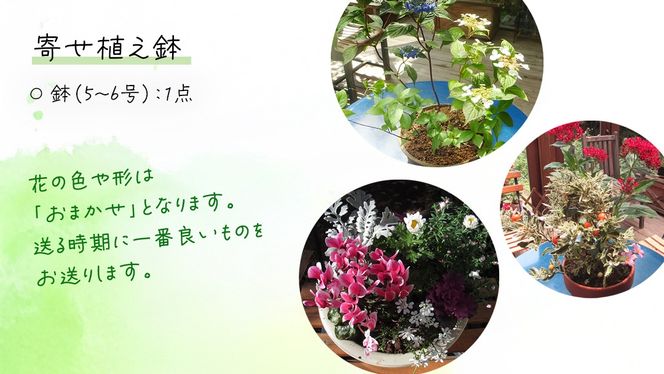 【 確実園 オリジナル 】 寄せ植え（おまかせ1点） ガーデニング 花 はな フラワー 鉢 鉢植え [BG003us]