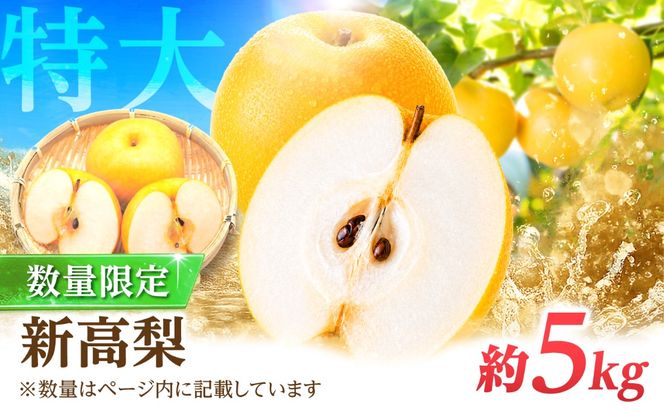 【9〜10月発送】【梨の王様】こだわり 新高梨 約5kg /  梨 ナシ フルーツ 果物 旬 先行予約 産地直送 家庭用 国産 / 南島原市 / 株式会社マルハチ[SFG002]