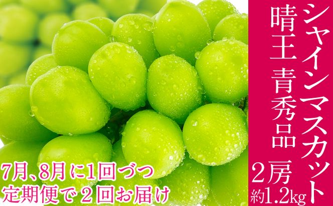 2026年予約受付中【2回定期便】 シャインマスカット 晴王 7月8月に1回づつ出荷  2房 約1.2kg  人気 岡山県産 種無し 皮ごと食べる みずみずしい  フレッシュ 晴れの国 おかやま 果物大国 ハレノフルーツ