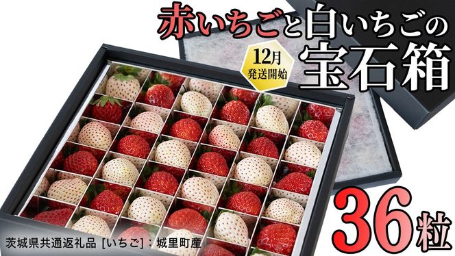 赤白いちごの宝石箱アソート 36粒 【2025年12月から発送開始】（茨城県共通返礼品 [いちご]：城里町産）  | いちご 苺 赤 イチゴ 白いちご 白イチゴ 宝石箱