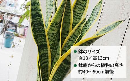 サンセベリア ・ ローレンチー 糸島市 / cocoha[AWB003] 観葉植物 緑 グリーン 室内 インテリア サンセベリア 植物 サンスベリア