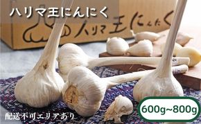 にんにく ハリマ王 600～800g 2026年度産 兵庫県産 野菜 ニンニク 個性派 独自栽培 国産 スタミナ おつまみ