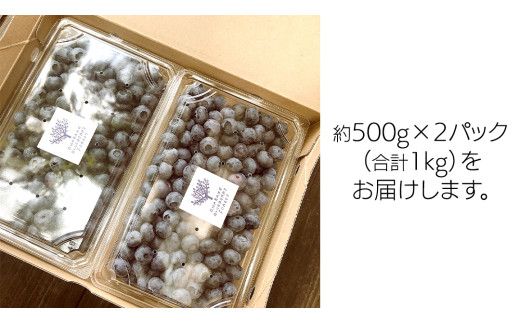 《 先行予約 》完熟 新鮮ブルーベリー 約1kg 【2026年6月上旬頃より発送開始】＜ 産地直送 ＞ ベリー 1kg 1キロ 甘い 甘酸っぱい 冷凍 大粒 おいしい 美味しい フルーツ 果物 くだもの おやつ 無農薬 農薬不使用 お取り寄せ お土産 贈り物 贈答 ギフト 国産 茨城 農園 [BK001us]