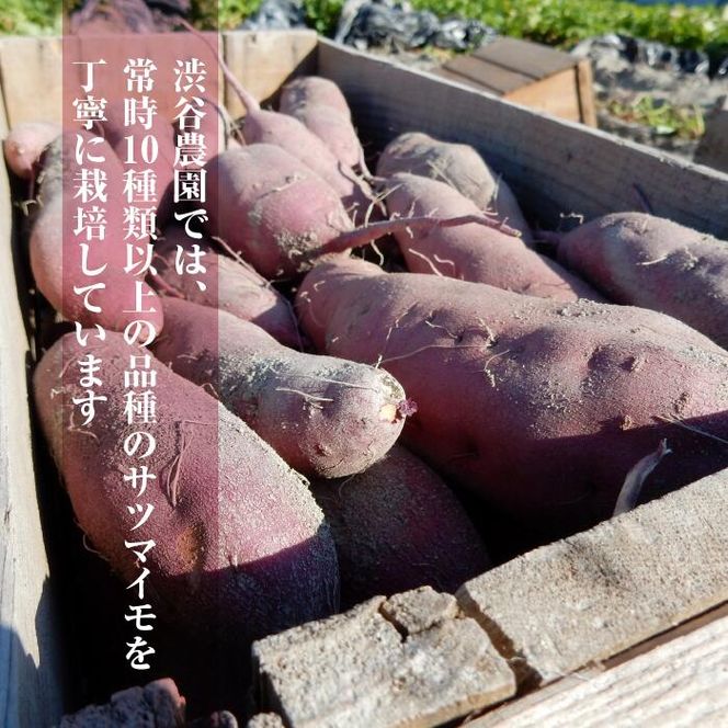 2025年度産 しっとり甘い鮮やかな紫いも ふくむらさき 約5kg｜さつまいも 芋 お芋 ふくむらさき 紫いも 渋谷農園 先行予約 茨城県 行方市(BZ-36)