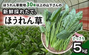 【11月上旬～３月下旬発送】ほうれん草栽培30年以上の山下さんの新鮮採れたて、ほうれん草！ どっさり 5kg     SMCX001