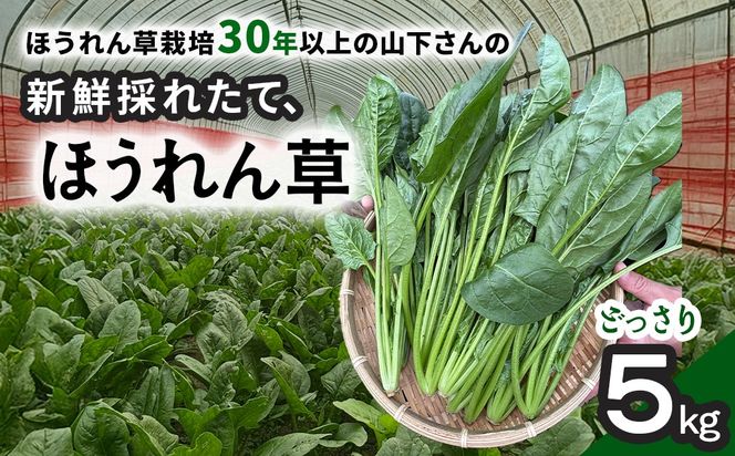 【11月上旬～３月下旬発送】ほうれん草栽培30年以上の山下さんの新鮮採れたて、ほうれん草！ どっさり 5kg     SMCX001