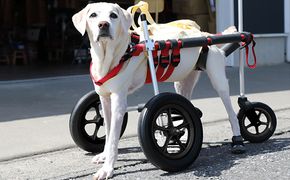 大型犬用三輪車椅子（背丈50～75cm　体重40キロ以下） 【!寄附前に事業者へ相談必要!】 雑貨 日用品 