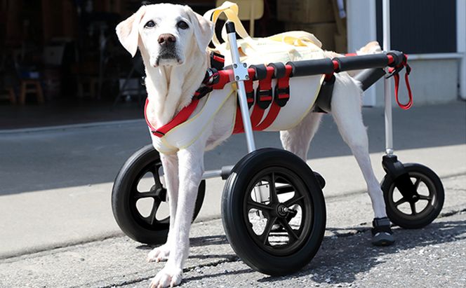 大型犬用三輪車椅子（背丈50～75cm　体重40キロ以下） 【!寄附前に事業者へ相談必要!】 雑貨 日用品 
