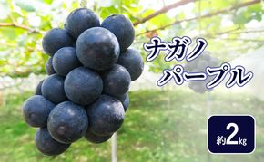 【2026年9月～発送】ナガノパープル約2kg フルーツ 長野県