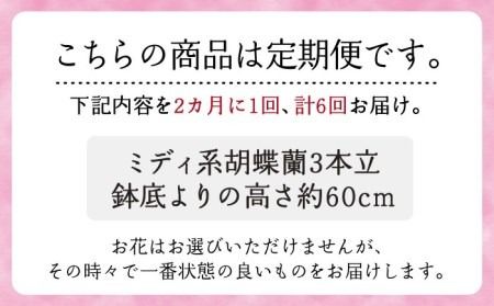 【全6回定期便】胡蝶蘭 お楽しみ定期便 ( お祝い / 開店祝い / 就任祝い ) 糸島 / はざま園芸 [AND003] 胡蝶蘭 お祝い ギフト