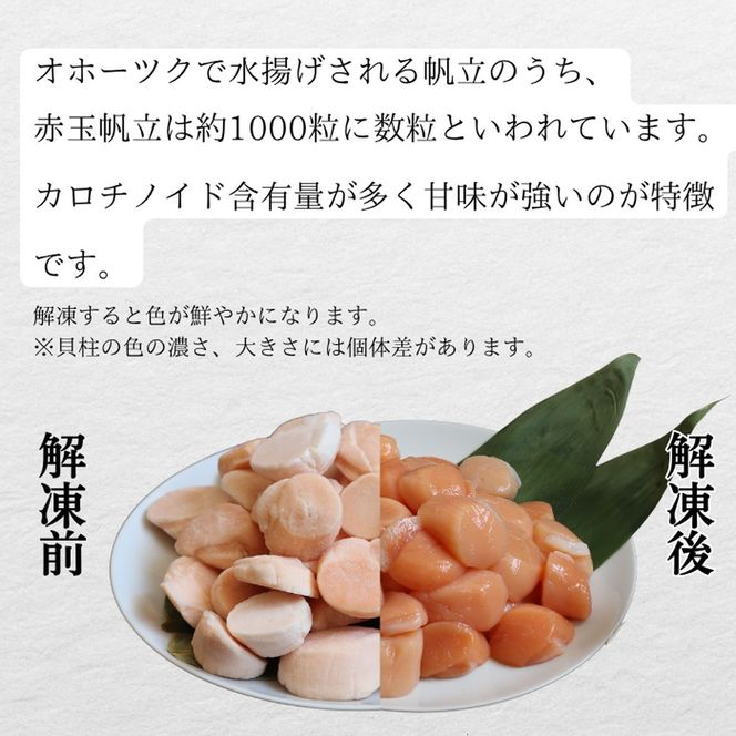 33-31 【希少】お刺身用 赤帆立800g　｜北海道産　グルメ　海鮮丼