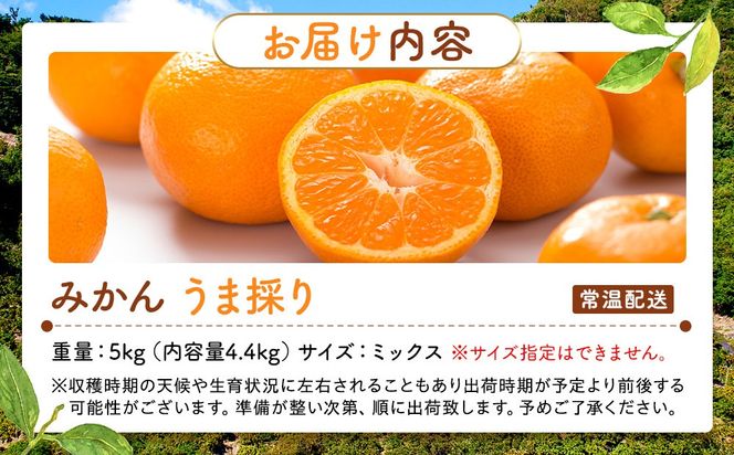 みかん うま採り 箱込約 5kg（内容量4.4kg） 光センサー選別 みかんの会厳選 サイズミックス 和歌山県産 産地直送 【みかんの会】［2026年11月中旬より順次出荷予定］AX424