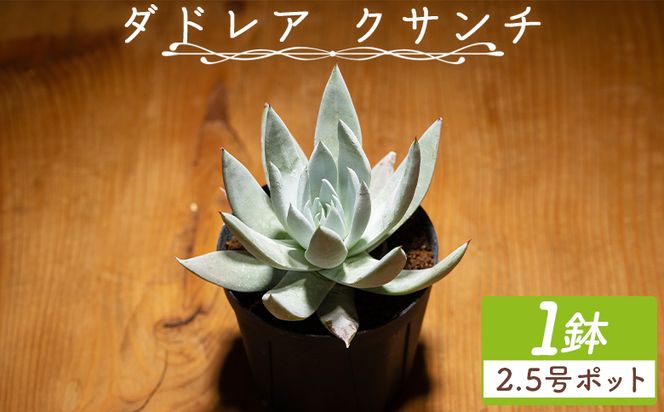 クサンチ ダドレア - 多肉植物 植物 ベンケイソウ科 分頭タイプ インテリア ナチュラル 自然 グリーン 観葉植物 おしゃれ 癒し かわいい Succulent field サキュレントフィールド 高知県 香南市 常温 cc-0001