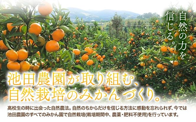 温州みかん 選べる内容量 2kg 3kg 5kg 池田農園《11月上旬-12月末頃出荷》熊本県 玉名郡 玉東町 みかん ミカン 柑橘 フルーツ 果物 自然栽培 栽培期間中農薬・肥料不使用---gkt_ikd_7_2kg---