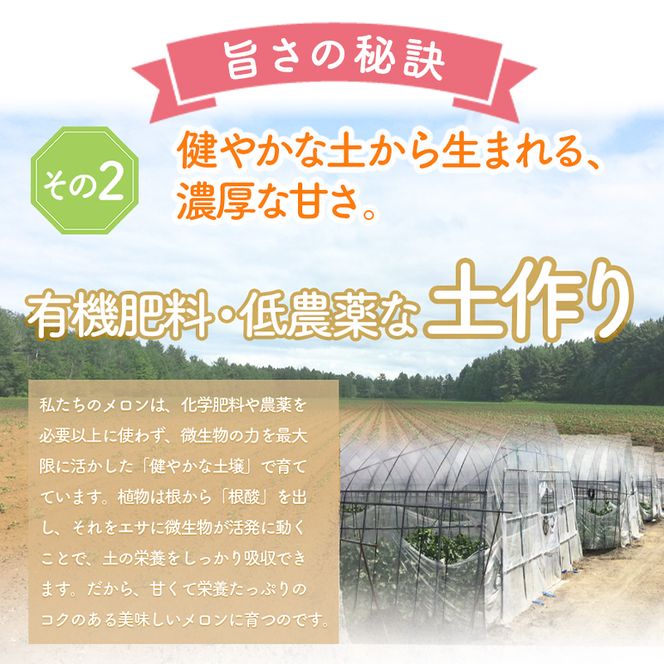【2026年夏発送】※訳あり 富良野産 メロン 2Lサイズ 約1.6kg【1玉】フルーツ 果物