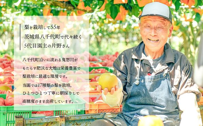 【数量・期間限定！】【2026年9月中旬以降発送】 片野果樹園 かおり梨 約 5kg なし ナシ フルーツ 果物 旬 産地直送 国産 茨城県 [AD021ya]