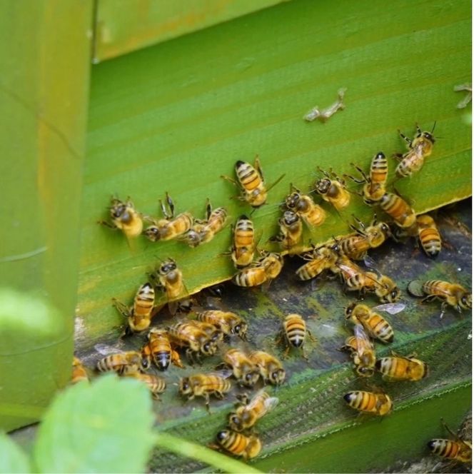 金山の生はちみつ/国産 非加熱 純粋 ハチミツ ハニー 瓶 小分け 加工品/marufarm/富山県射水市