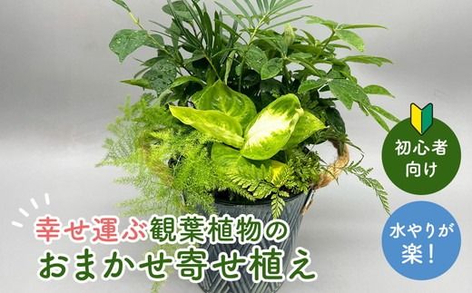 幸せを運ぶ観葉植物のおまかせ寄せ植え（4～5品種） グリーンインテリア おしゃれ 　※2025年7月中旬頃より順次発送予定　※離島への配送不可