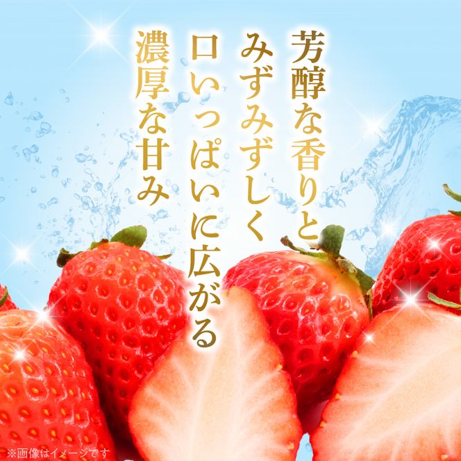 朝摘み 完熟 まりひめ いちご 約300g×2パック (合計約600g)_AB7334