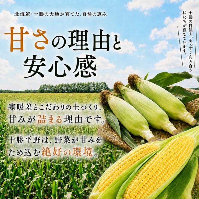 ［先行予約/2027年］もぎたてとうもろこし黄10本 [北海道ホープランド農場]【 とうきび トウモロコシ とうもろこし 野菜 夏野菜 フルーツ 北海道 十勝 幕別 】 