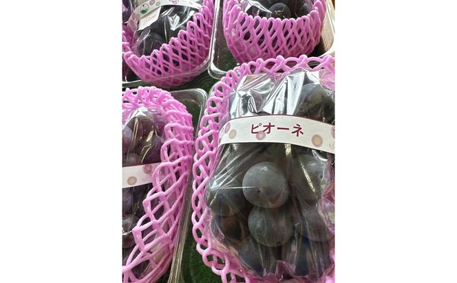 【先行予約】樹上完熟種無しピオーネ1.2kg（2～3房）（2026年9月上旬～発送） ふるさと納税 ぶどう ブドウ 葡萄 ふるさと納税 先行予約 ふるさと納税 フルーツ くだもの 果物　BF00018