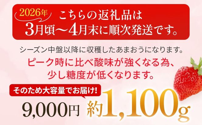 あまおう 約1100g（約275g×4パック） 【先行受付／2026年3月下旬以降順次発送予定】いちご 苺 福岡高級 フルーツ お取り寄せ ご当地グルメ 福岡土産 取り寄せ グルメ 福岡県 食品 社会福祉法人 猪位金福祉会