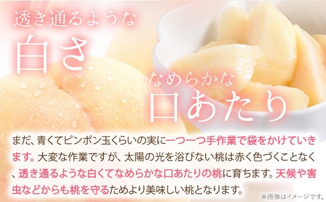 【豊作につき特別寄附額】桃 岡山の桃 計約2.6kg(約1.3kg×2箱)《2026年6月下旬-9月上旬頃出荷》 ご家庭用 訳あり 白桃 岡山県 笠岡市 モモ もも 先行予約 送料無料 清水白桃 白鳳 白麗---kasaoka_zsy_416_1313---