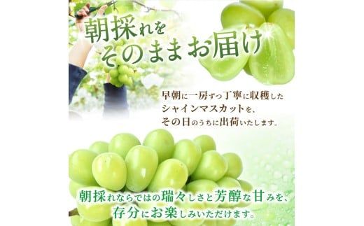 先行予約！ 朝摘み シャインマスカット 秀品  2房（約1.2kg）こだわり農家厳選！【2026年8月末から9月末順次発送予定】/ フルーツ ぶどう ブドウ 葡萄 マスカット 和歌山県 かつらぎ町 ジューシー 厳選 産地直送 果物【kgr035】