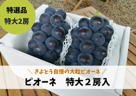 【きよとうファーム】特選 種なしピオーネ２房入/計1.3kg~ (岡山県産)【KF-B006-03】