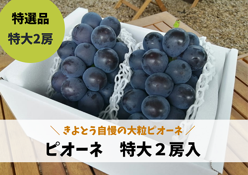 【きよとうファーム】特選 種なしピオーネ２房入/計1.3kg~ (岡山県産)【KF-B006-03】