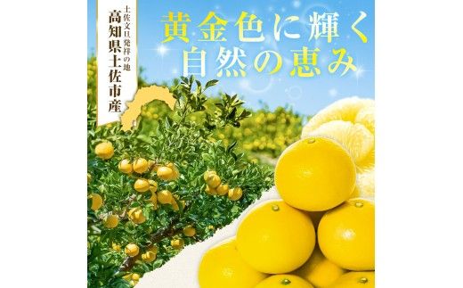 先行予約 園主こだわりの土佐文旦 10キロ 大小混合（４L～Mサイズ） 2027年1月下旬より順次発送 ぶんたん ブンタン 柑橘 みかん 【やの一果彩】 [BQAC015]