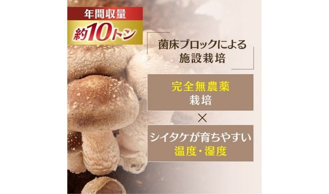 菌床しいたけ 900g（2L～3L）24個 ｜ 肉厚 収穫直後 新鮮 旨味たっぷり 菌床栽培 国産 きのこ キノコ 野菜 料理 食品 産地直送 自宅用 愛媛県鬼北町　※離島への配送不可　※2026年7月下旬頃までに順次発送予定