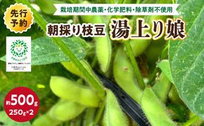 【数量限定】朝採り枝豆（湯上り娘）500g（250g×2パック）（栽培期間中農薬・化学肥料・除草剤不使用）（2027年7月上旬～発送） おつまみ 農家応援 京都産 えだまめ 朝採れ 農家直送　KU00075