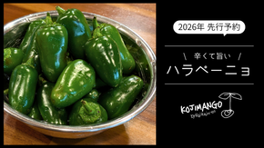 【 先行予約 2026年9月上旬順次発送】 採りたてフレッシュなハラペーニョ 辛くて旨い！ 1kg コジカジュ園 農家直送 茨城県 八千代町 [CX008ya]