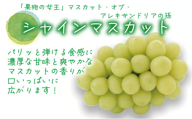 【2026年先行予約】 ぶどう 岡山 花笑み農園の『シャインマスカット&瀬戸ジャイアンツ』1kg (2房) / ぶどう ブドウ 葡萄 シャインマスカット 瀬戸ジャイアンツ 先行予約 フルーツ 果物 真庭市 【hana046-02】