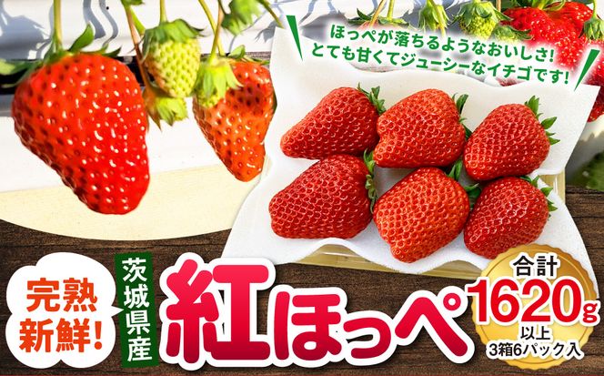 【先行予約】紅ほっぺ 3箱 6パック（合計1,620g以上） ※2027年2月～発送 | いちご 苺 フルーツ 果物 くだもの 果実 完熟 冷蔵 守谷市産 茨城県 守谷市