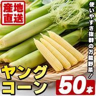 ヤングコーン (50本) 国産 野菜 ヤングコーン 鹿児島県産 阿久根市産 天ぷら フライ 中華炒め 肉巻き 【うとさんち】akn067-18