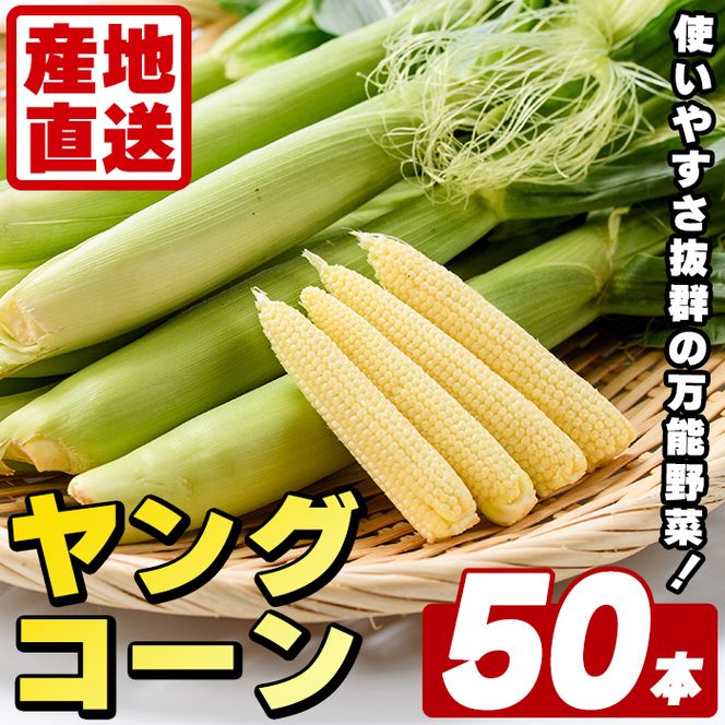 ヤングコーン (50本) 国産 野菜 ヤングコーン 鹿児島県産 阿久根市産 天ぷら フライ 中華炒め 肉巻き 【うとさんち】akn067-18