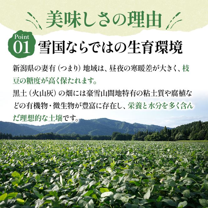 【令和8年産】 つまりちゃまめ 900g（300g×3袋） 茶豆 枝豆 えだまめ 豆 野菜 新潟 十日町市