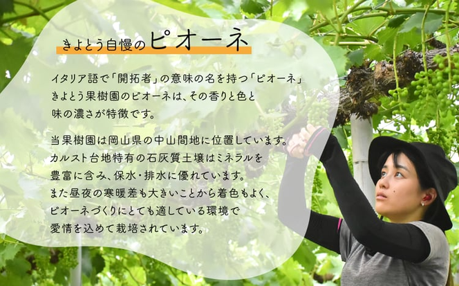 【2026年先行予約】旬採り桃とピオーネ、シャインマスカットが届く3回便！(定期便) (岡山県産)【KF-T001-03】