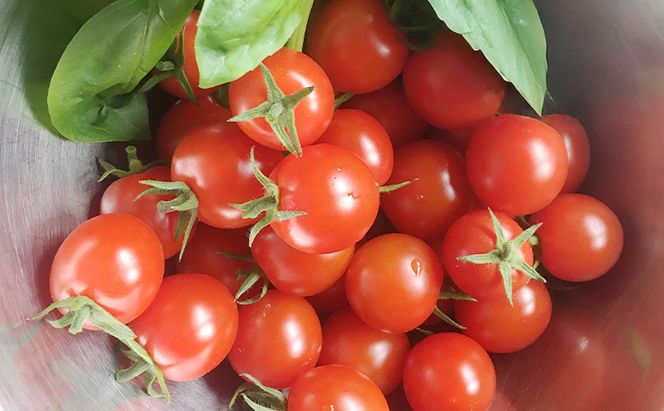 【2026年発送】ミニトマト ほれまる 1kg［松鶴ファーム］野菜ソムリエサミット金賞 トマト ミニトマト プチトマト 野菜 やさい 新鮮 とれたて 甘い 北海道 南富良野