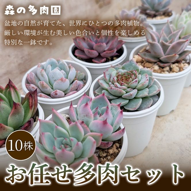 【初めての方にも育てやすい】色づきの美しい多肉植物お任せ多肉セット（10株）  1セット 多肉植物 多肉 植物 家庭菜園 初心者 簡単 厳選 無加温  美しい ハウス 色鮮やか 輸入苗 名張市特有 盆地気候 三重県 名張市